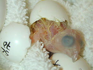 conure hatching